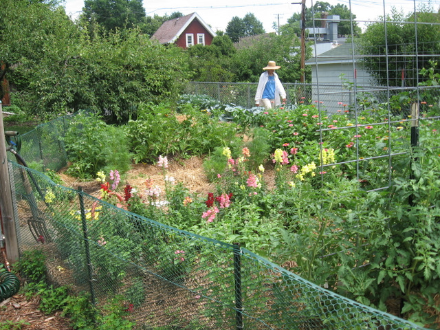 person in vegetable garden in summer