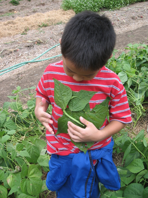 youth with bean leaves stuck to his shirt