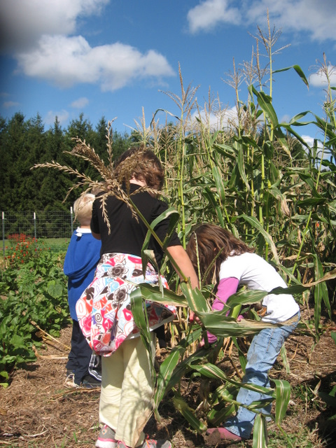 kids pulling out corn plants