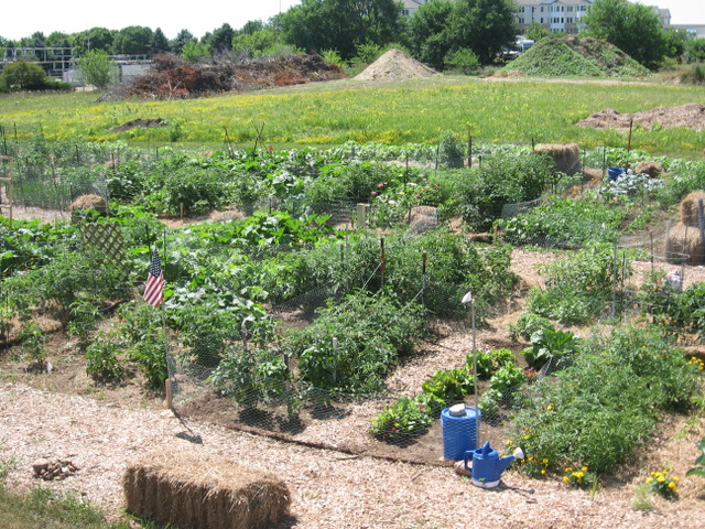 community garden