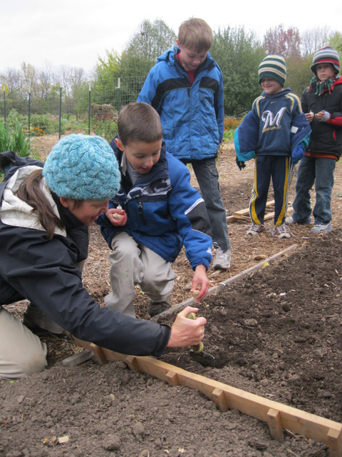 kids planting garlic in a garden