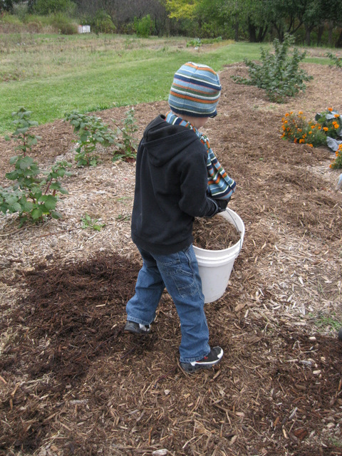 boy dumping woodchips in garden