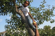 A girl picking apples from a tree.