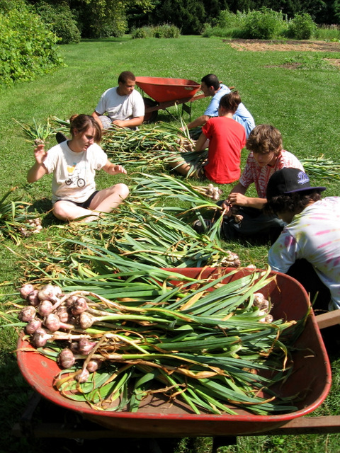 kids harvesting garlic