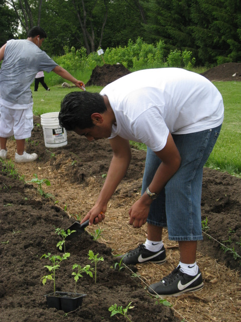 boy planting tomatoes