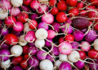 Radishes