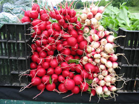 Radishes.