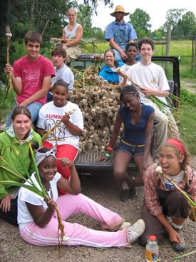 Harvesting garlic.