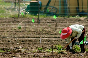 Red Hat Lady Gardening
