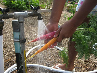 A girl washing some carrots.