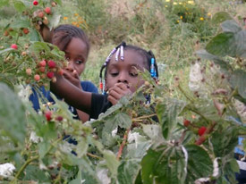 A girl picking some berries.
